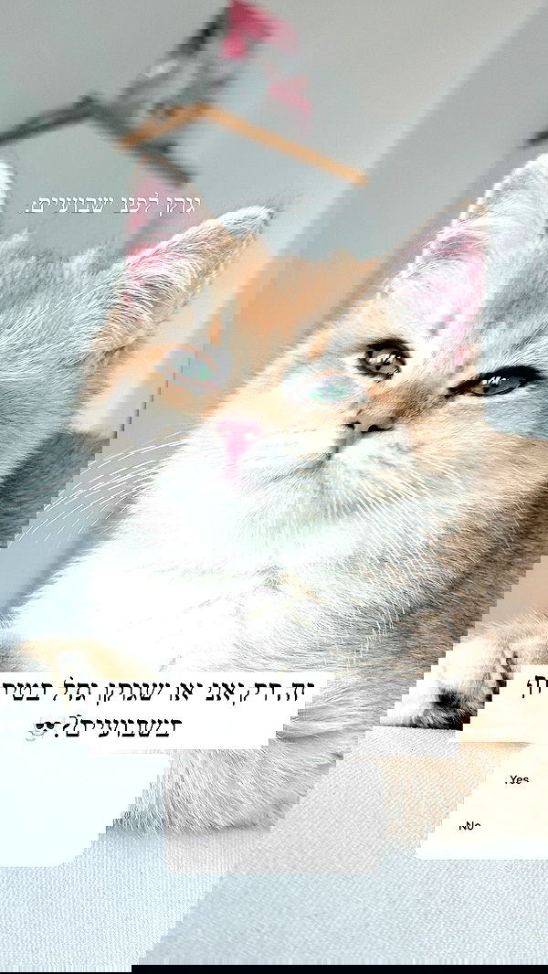 itsilanosh itsilanosh archive image