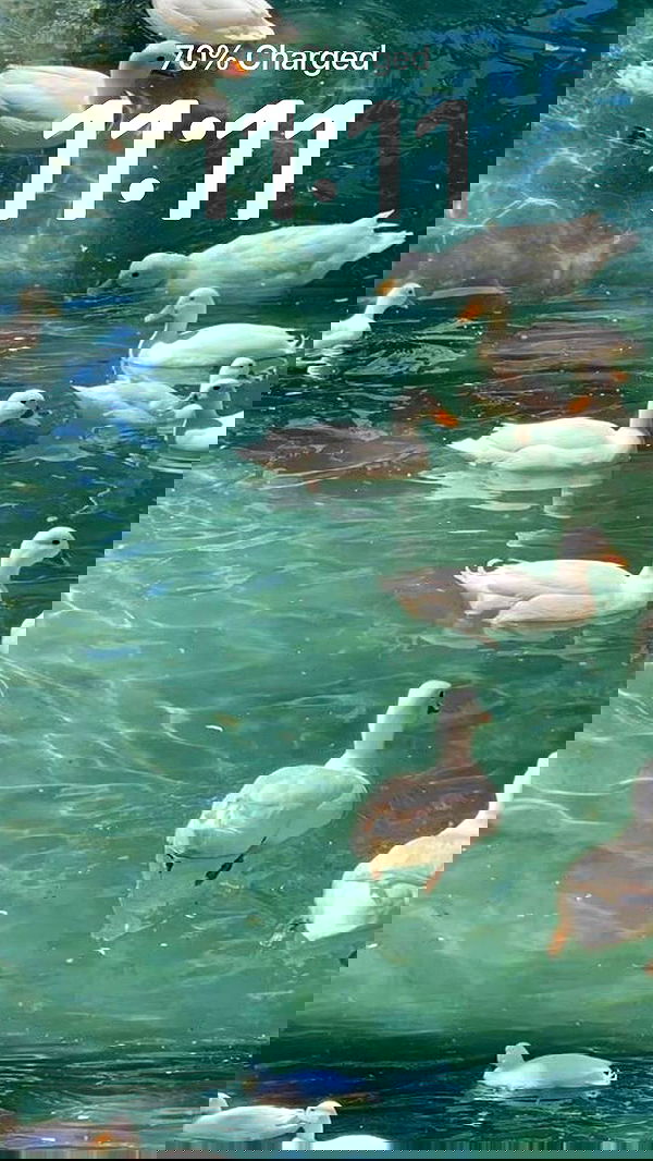 itsilanosh itsilanosh archive image