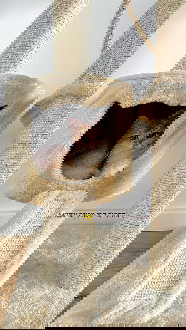 itsilanosh itsilanosh archive image