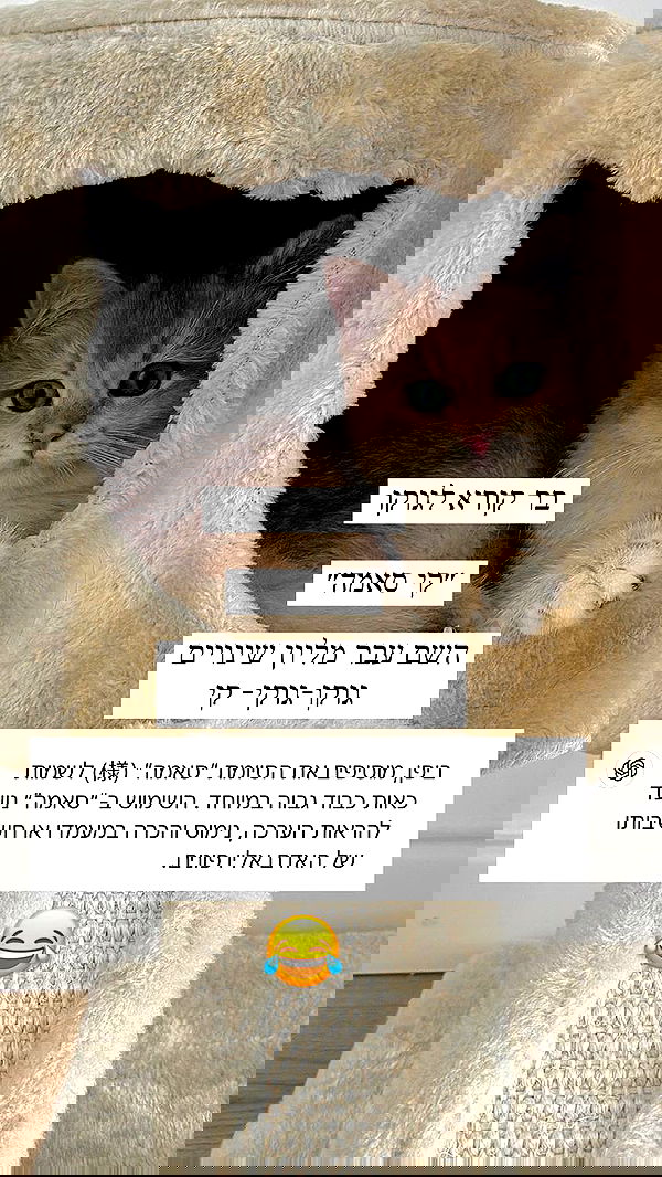 itsilanosh itsilanosh archive image