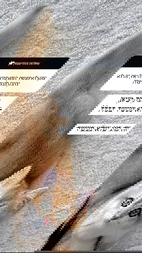 itsilanosh itsilanosh archive image