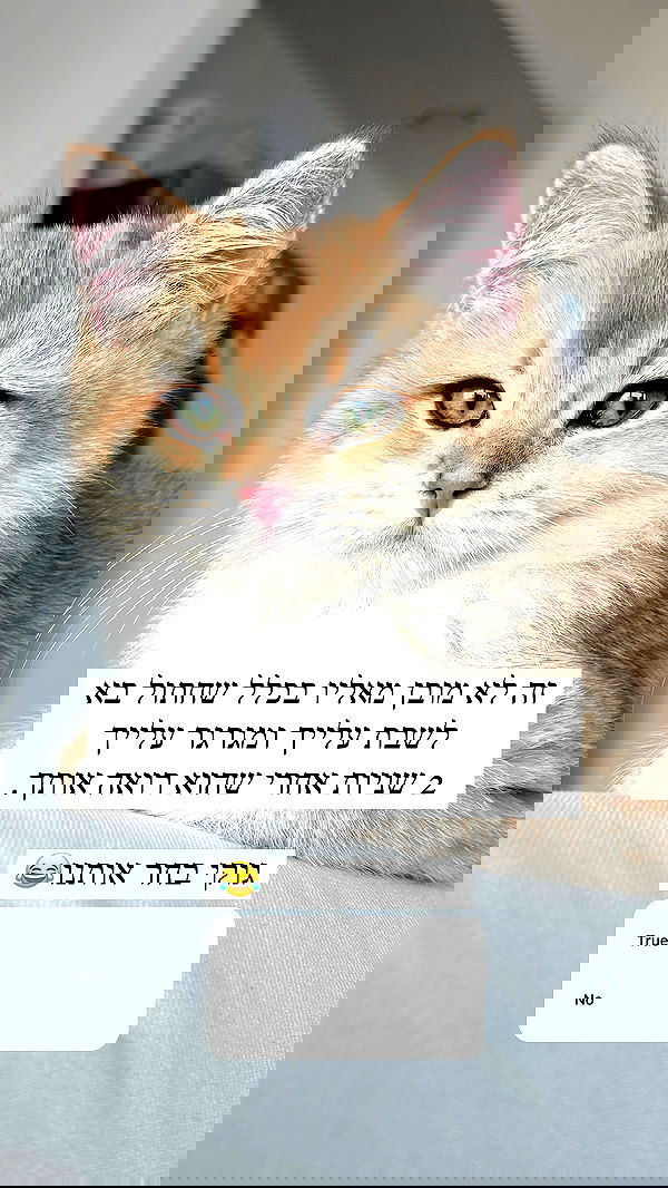 itsilanosh itsilanosh archive image