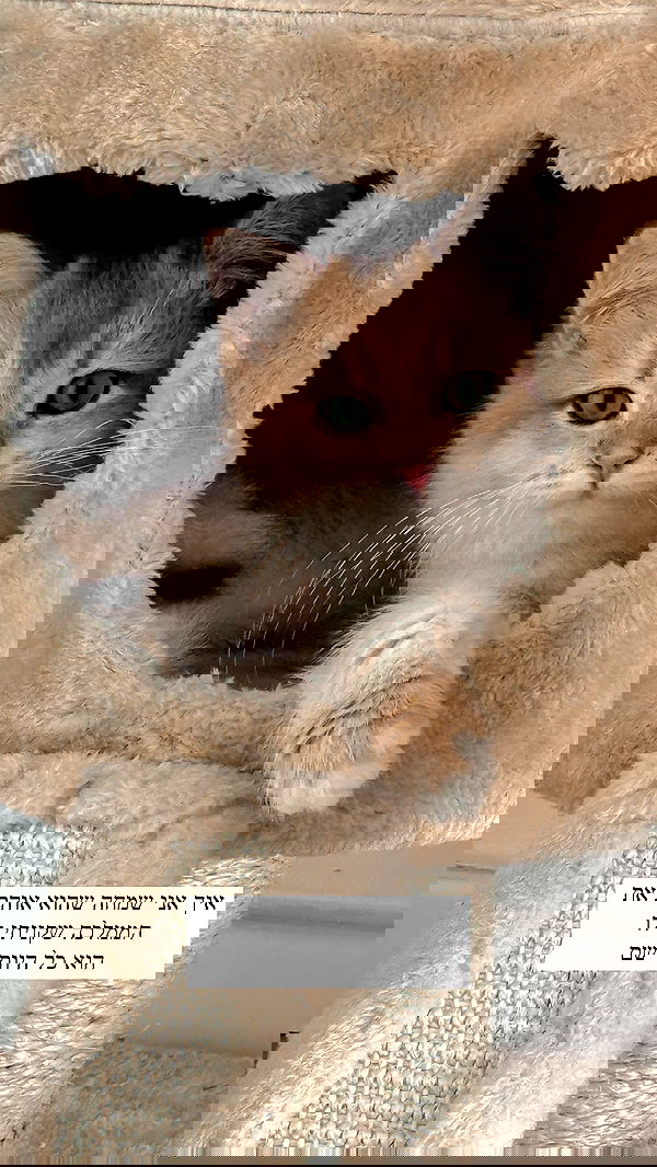 itsilanosh itsilanosh archive image