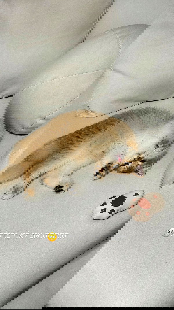 itsilanosh itsilanosh archive image