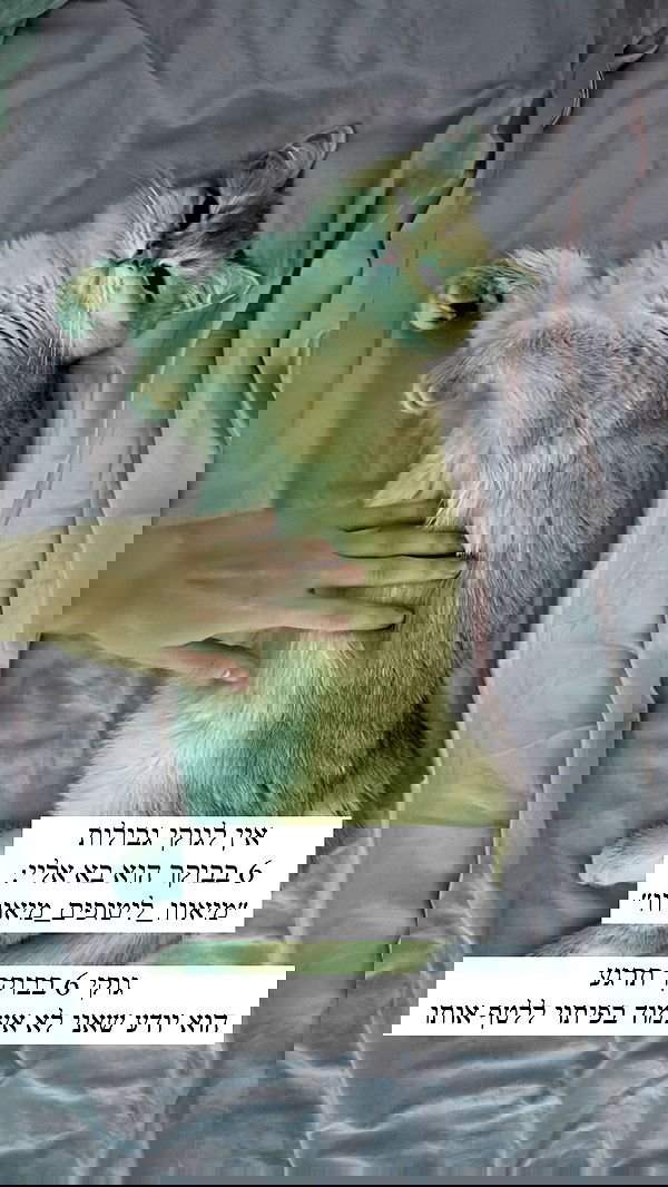 itsilanosh itsilanosh archive image