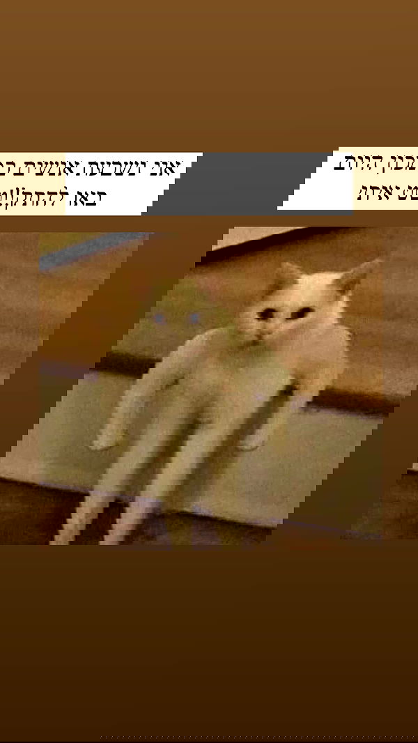 itsilanosh itsilanosh archive image