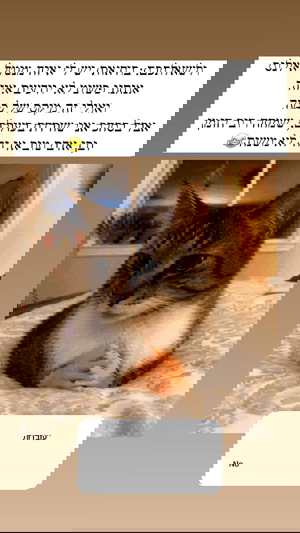 itsilanosh itsilanosh archive image