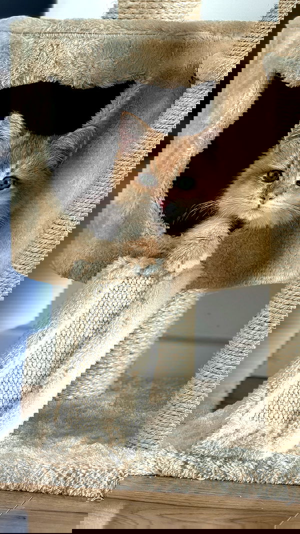 itsilanosh itsilanosh archive image