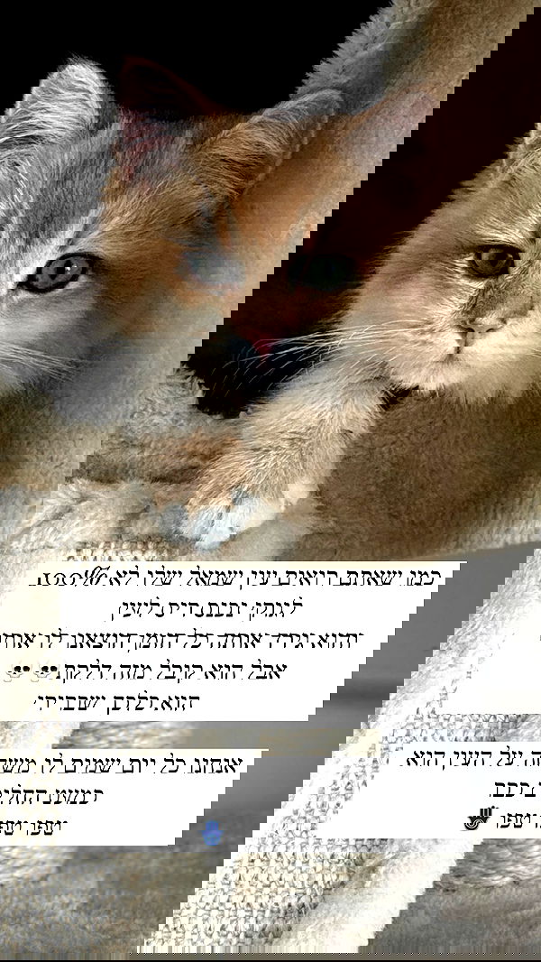 itsilanosh itsilanosh archive image