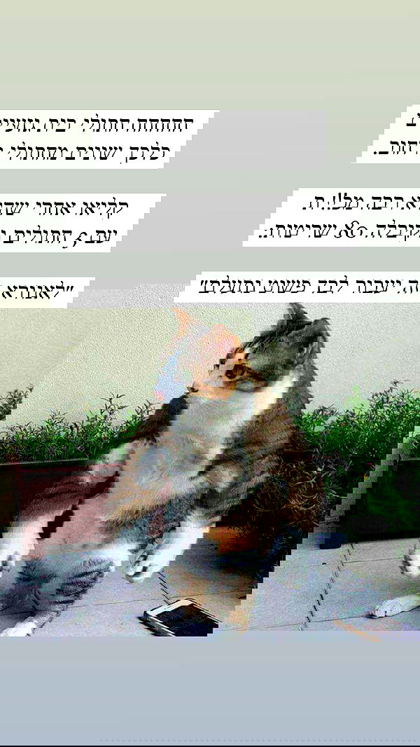 itsilanosh itsilanosh archive image