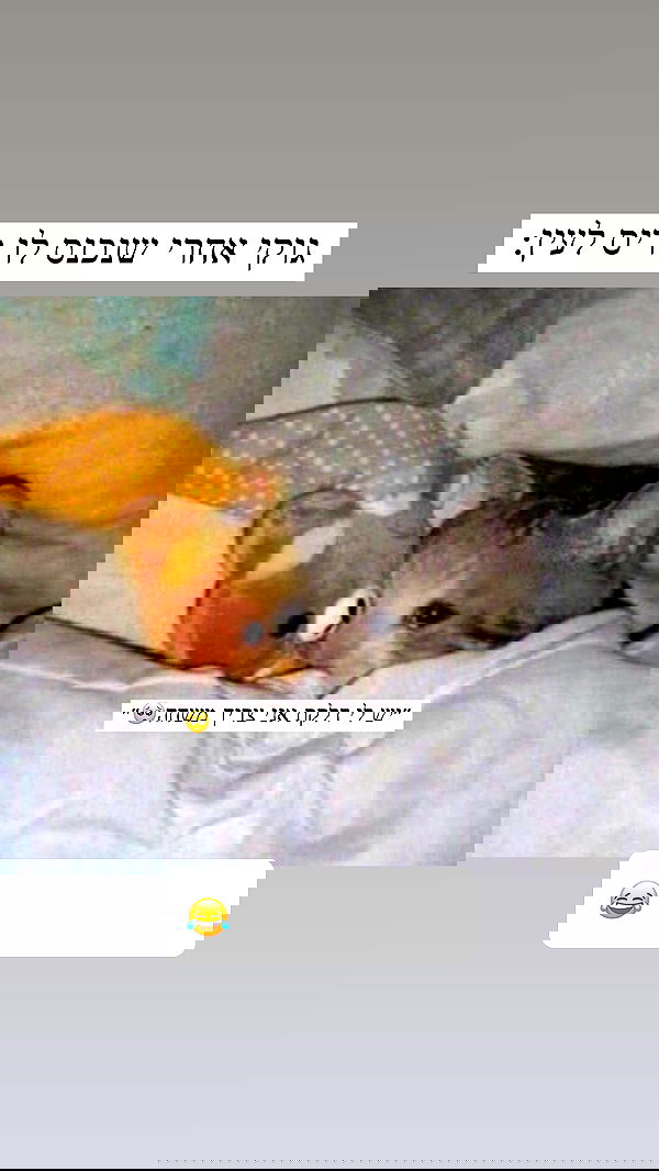 itsilanosh itsilanosh archive image