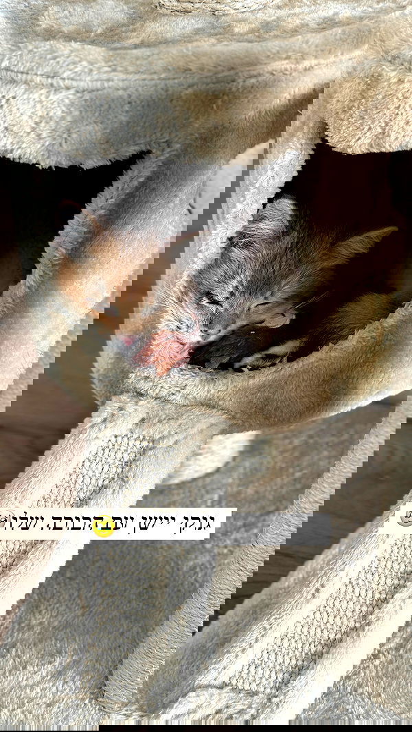 itsilanosh itsilanosh archive image