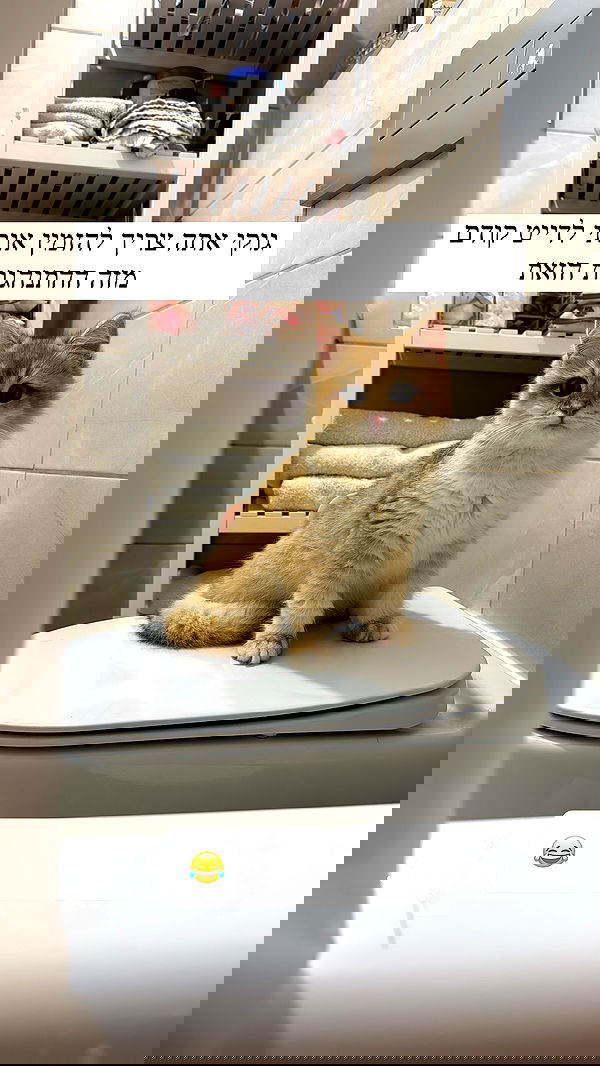 itsilanosh itsilanosh archive image