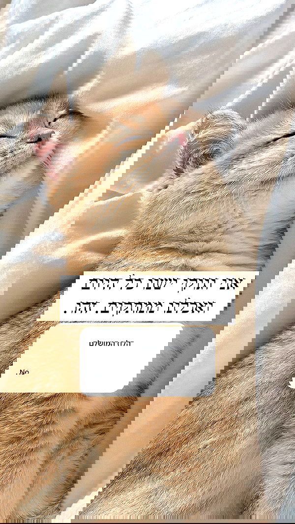 itsilanosh itsilanosh archive image