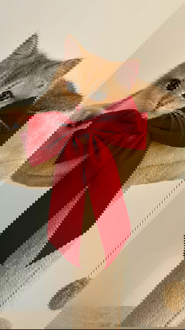 itsilanosh itsilanosh archive image