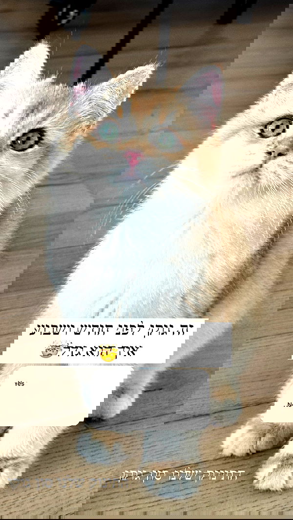 itsilanosh itsilanosh archive image