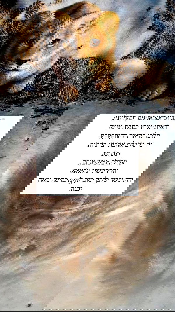 itsilanosh itsilanosh archive image