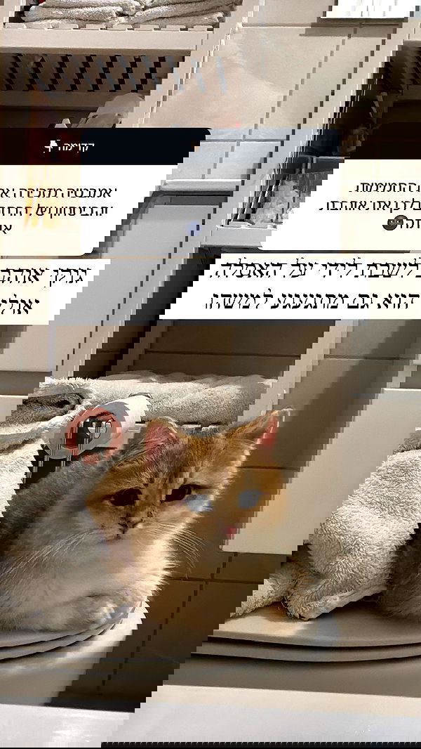 itsilanosh itsilanosh archive image