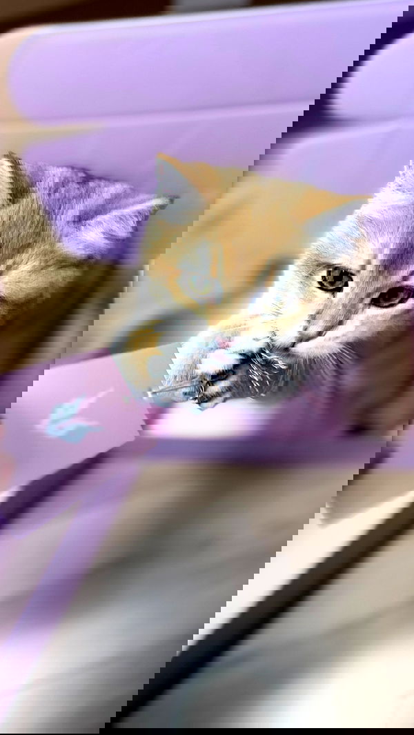 itsilanosh itsilanosh archive image