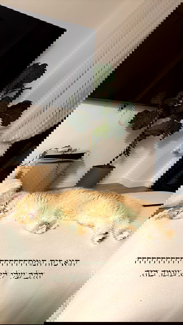 itsilanosh itsilanosh archive image