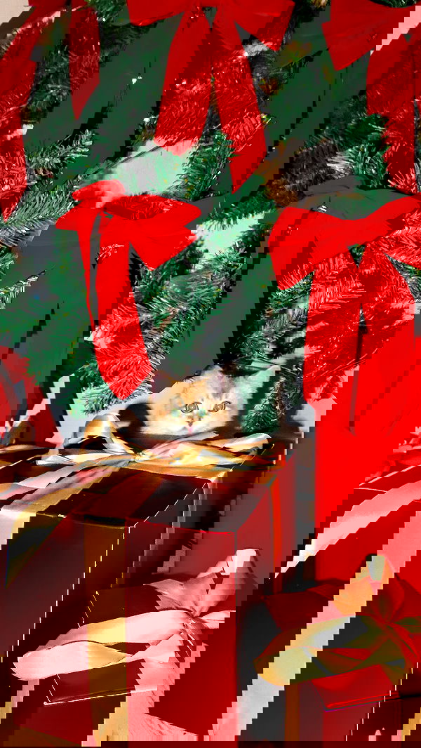 itsilanosh itsilanosh archive image