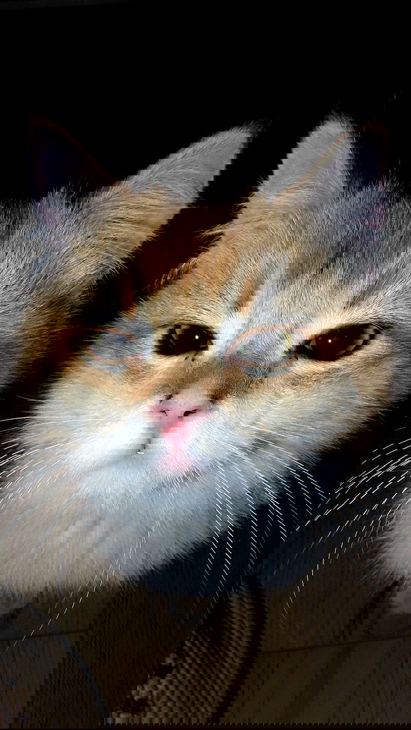 itsilanosh itsilanosh archive image