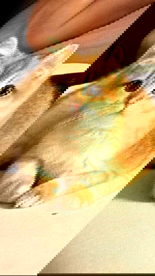 itsilanosh itsilanosh archive image