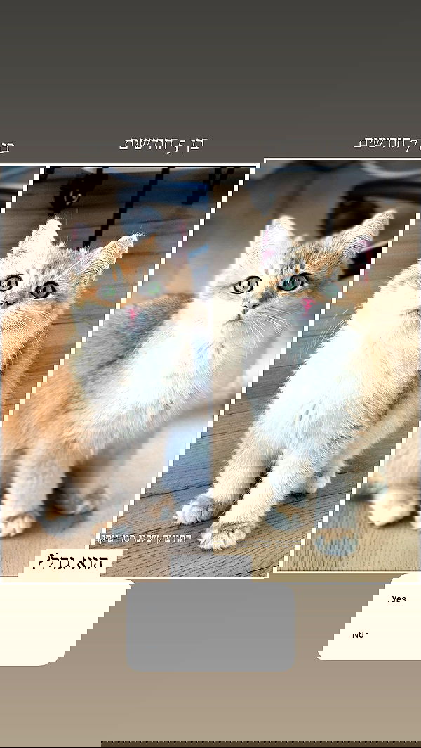 itsilanosh itsilanosh archive image