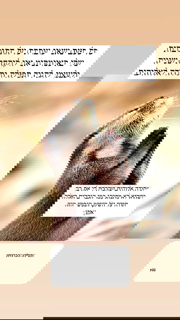 itsilanosh itsilanosh archive image