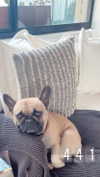 izzyyross__ Altpins Profile Picture