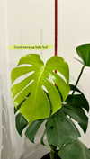 jade.schutte Altpins Profile Picture