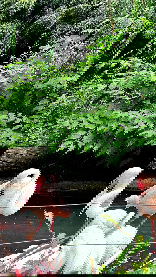 jaroslava_klavir jaroslava_klavir archive image