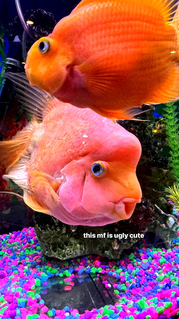 jeanlouiee instagram image archive image