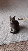 jeanlouiee Altpins Profile Picture