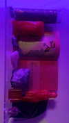 jessysiner Altpins Profile Picture