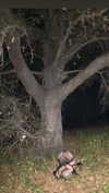 jessysiner Altpins Profile Picture