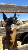 karin_orhov Altpins Profile Picture