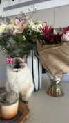 karin_orhov Altpins Profile Picture