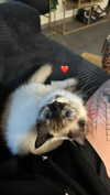 karin_orhov Altpins Profile Picture