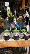 keren_waisman Altpins Profile Picture