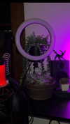 kiratheghoul Altpins Profile Picture