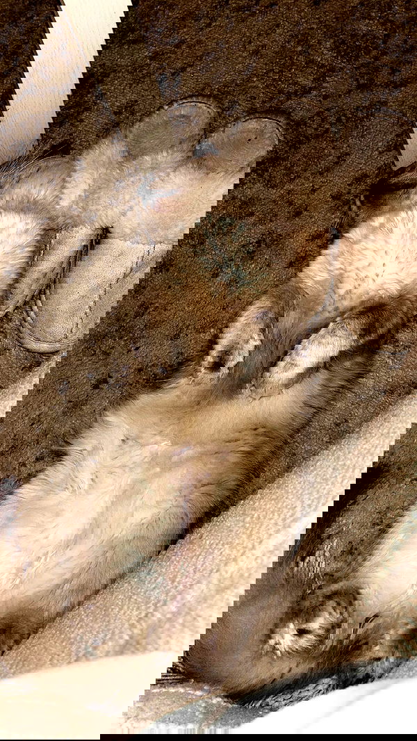 laluzone laluzone archive image