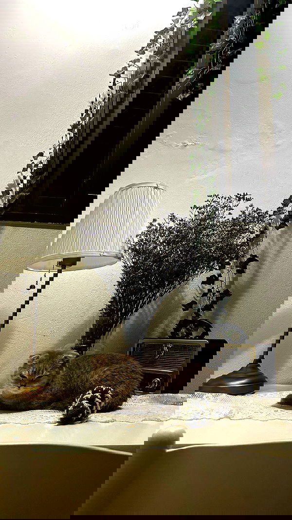 laluzone laluzone archive image