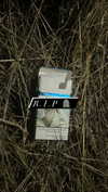 lapahappa1 Altpins Profile Picture