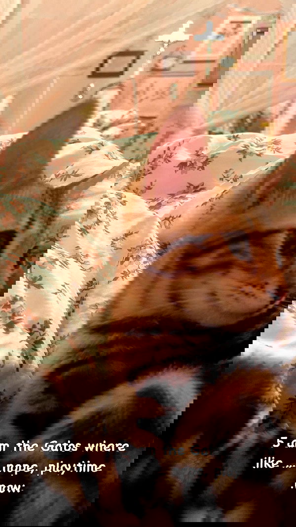 laurinchhhe image ~ Altpins