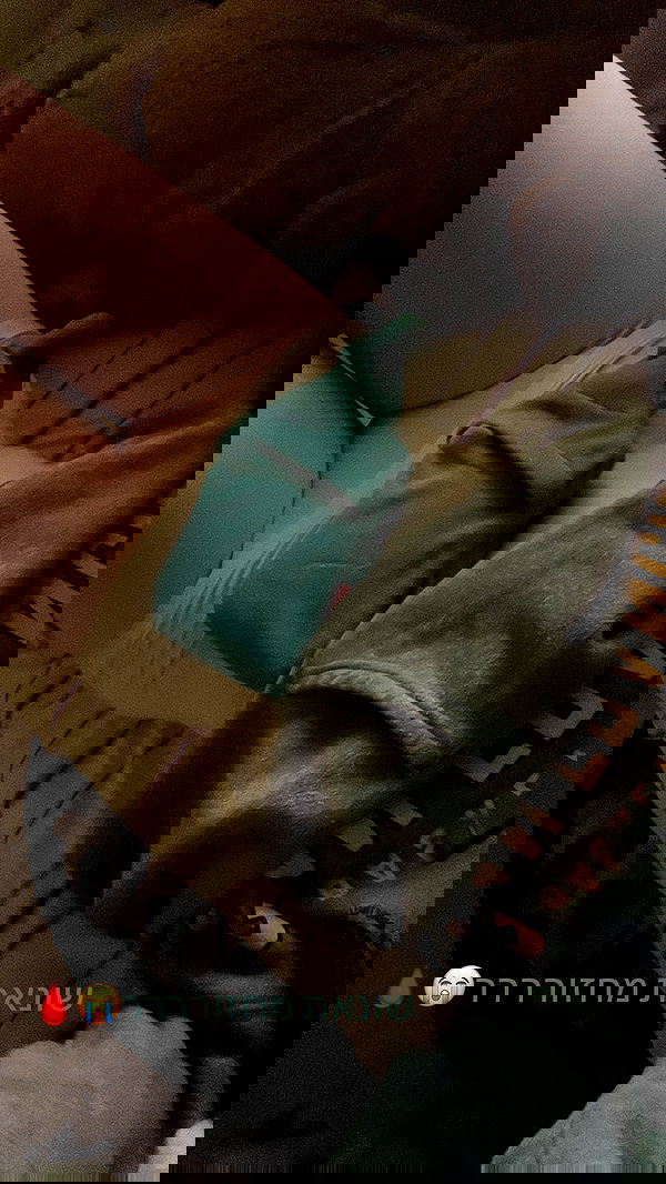 lea._3827 lea._3827 archive image