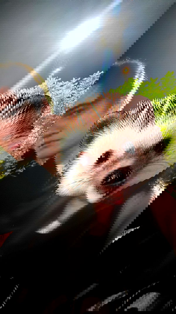 liashaked liashaked archive image