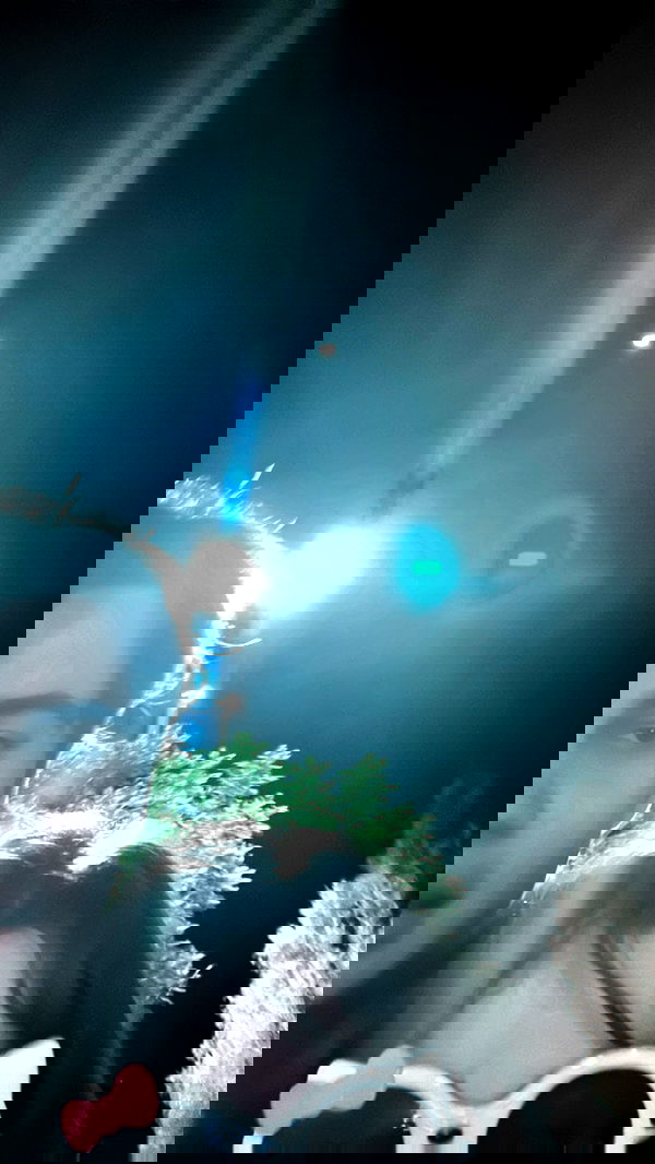 liashaked liashaked archive image