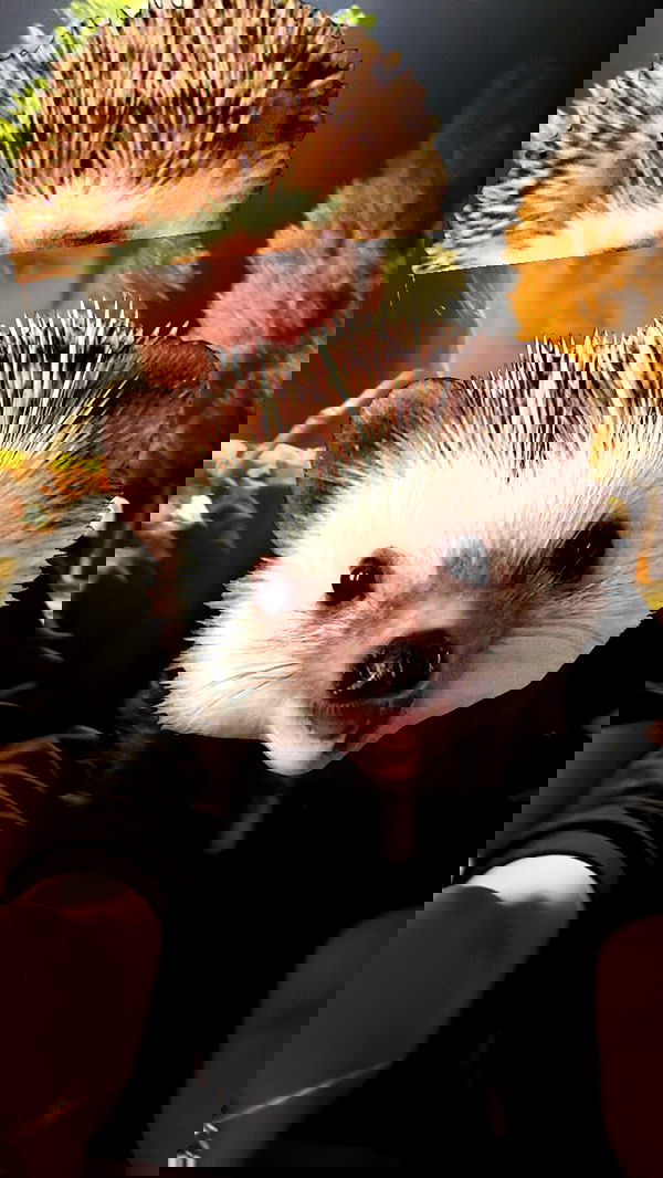 liashaked liashaked archive image