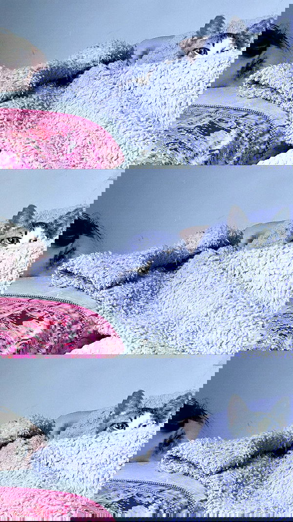 liashaked liashaked archive image